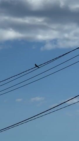 A bird perches on a wire against a blue sky with scattered clouds. The bird is silhouetted and appears to be a swallow. The wire is part of a power line, and there are several parallel wires visible. The video is shot from a low angle, looking up at the bird and the sky. The bird remains stationary for most of the video, occasionally shifting its position slightly. In the latter part of the video, another bird is seen flying in the distance.