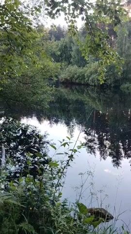 A serene natural landscape is depicted in the video. It features a calm body of water, likely a lake or river, reflecting the surrounding trees and sky. The water's surface is dark and smooth, creating a mirror-like effect. Along the banks, lush green foliage and various trees dominate the scene, with some branches extending into the frame from the top and sides. The overall atmosphere is peaceful and tranquil, suggesting a quiet natural setting. There are no people or animals visible in the footage. The lighting indicates it might be late afternoon or early evening, with the sun casting a gentle glow through the trees.
