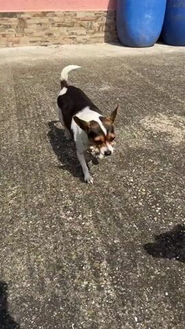 Two small dogs are on a concrete surface. The dog on the left is mostly white with brown and black markings on its head and back. It is standing facing left. The dog on the right is black and tan. It is standing facing forward, looking at the camera. The dog on the right is closer to the camera. The surface appears to be outdoors and is somewhat weathered. There are shadows cast by the dogs. In the background, a brick wall and two large blue barrels are visible. The scene is brightly lit, suggesting it is daytime.