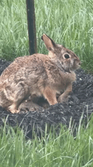 Rabbit spotted grooming in Laval residential area
