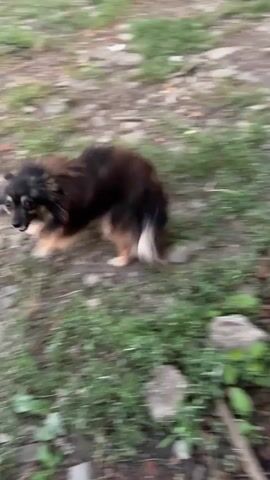 A small, fluffy dog with brown and black fur is filmed outdoors. The dog is seen running and playing in a yard with patchy grass and gravel. The dog appears to be happy and energetic. In the background, there is a dog house and some buildings. The video is filmed from a slightly elevated perspective, following the dog's movements.