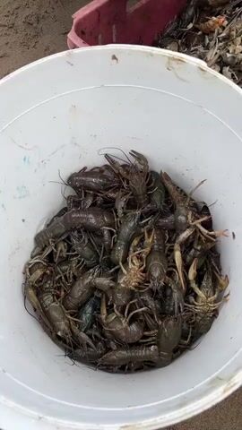 A high-angle medium shot shows a white bucket overflowing with freshly caught crayfish. The crayfish are dark green to brown and piled high, with their claws and antennae visible. A person's hands, wearing what appears to be a ring on one finger, are visible in the top right corner, reaching into a pink container that holds more crayfish and what looks like fish. The background is blurry, but appears to be a sandy or earthy surface. The lighting is natural, suggesting it's daytime outdoors. The overall impression is of a successful catch.
