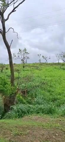 The video pans across a grassy hillside with scattered trees and utility lines overhead. The terrain appears uneven and somewhat eroded in places, with exposed soil and rocks visible on the slope. The sky is overcast with dark clouds, suggesting impending rain or recent precipitation. There are no people or animals visible in the video, and no specific actions or interactions are depicted. The overall impression is of a natural, undeveloped landscape under a gloomy sky.