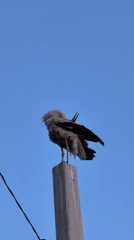 Storks, a street cat, and dusk skies in one evening session
