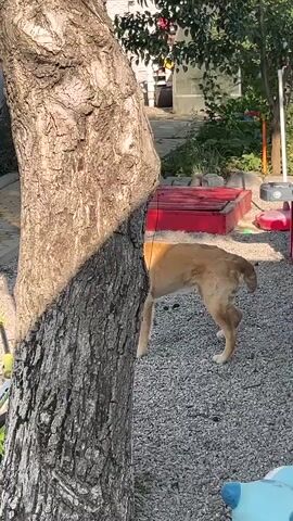 A dog is in a yard. The dog is light brown. A tree is in the yard. The tree has lights on it. There is a yellow box on the tree. A cat is in the tree. A house is in the yard. There is a sandbox and a play kitchen in the yard.