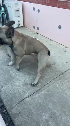 Two French Bulldogs, one fawn and one white with brown patches, are interacting on a concrete patio. The fawn dog is facing away from the camera, with its head turned to the side and its mouth near the white dog's hindquarters. The white dog is facing away from the camera, with its head down. Behind the dogs, there is a white air conditioning unit, a black ladder, and a turquoise child's bicycle. To the left of the dogs, there is a glimpse of a white upholstered piece of furniture. In the background, there are concrete steps leading up to a doorway. The environment appears to be outdoors, with a brick wall and some pink insulation panels visible on the right.