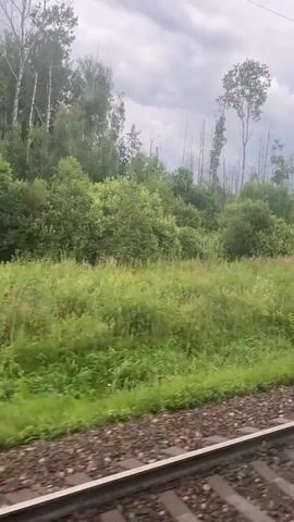 A low-angle, eye-level, medium shot captures the view from a moving train. The train track is in the foreground, with gravel and steel rails visible. The middle ground shows a lush, green meadow with tall grass and scattered wildflowers. Beyond the meadow, a dense forest with various shades of green trees, including some tall, bare trees with skeletal branches, stretches across the landscape. The sky above is overcast with heavy, gray clouds, hinting at potential rain. The overall impression is one of a vast, natural landscape seen from a moving vehicle.