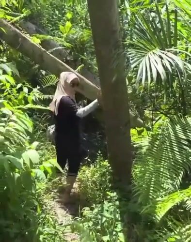 Hiking and trail-clearing through Gunung Ambat's forest