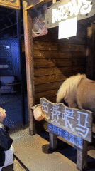 Horse-themed bar 'MEWS' draws crowds in Chongqing tech district