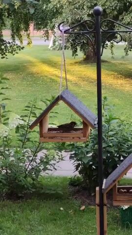 The video shows a bird feeder with seeds hanging from a metal pole. A small brown bird is inside the feeder, pecking at the seeds. The feeder is made of wood and has a gray roof. It is surrounded by green foliage. The background shows a lawn, a tree, and a street. The sun is shining, casting long shadows.