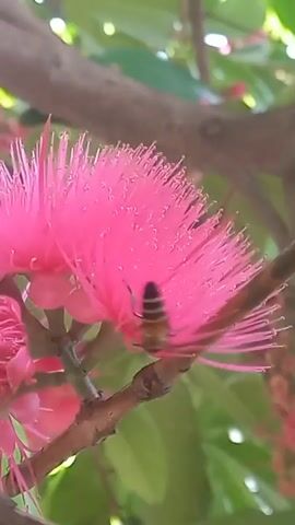 A bee with a striped abdomen lands on a bright pink flower with many thin stamens. The flower is on a branch, with green leaves in the background. The bee moves among the stamens, possibly collecting pollen or nectar.