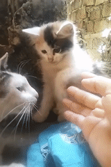 Cats and kittens lounging around a Cisaat home