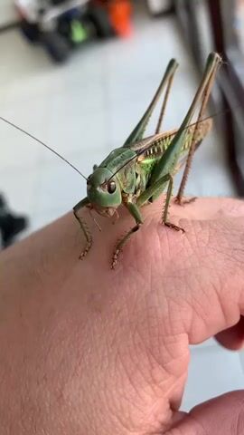 A close-up shot focuses on a large green grasshopper perched on a person's hand. The grasshopper's body is predominantly green with some brown and lighter green markings. Its long antennae extend forward, and its large compound eyes are visible. Its legs are positioned on the skin of the hand, with its front legs slightly raised. The hand appears to be a person's, with visible skin texture and lines. In the blurred background, there are hints of indoor surroundings, including what looks like furniture and possibly some bright orange objects. The lighting suggests it is daytime. The grasshopper is stationary on the hand.