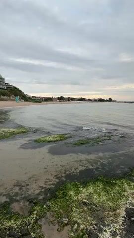 This video shows a rocky shoreline with green algae growing on the rocks. The water is calm and clear, and a sandy beach is visible in the distance, with some buildings and trees on the land beyond. The sky is cloudy, and the overall lighting suggests it is either early morning or late evening. There are no people clearly visible in the video. The camera is static and pointed towards the sea.