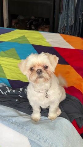 The video features a small, fluffy, white and beige Shih Tzu dog sitting on a bed with brightly colored geometric patterned bedding. The dog has a bell on its collar. The bed also has a blue denim item and a black shirt or pants. The background is slightly blurred, showing a closet with clothing and shoes. The dog initially looks directly at the camera, then briefly turns its head to the right, and looks back at the camera.