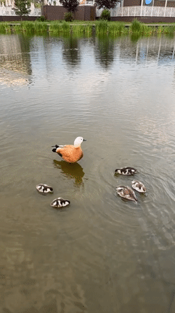 Ruddy Shelduck on a quiet pond in Khimki, Russia