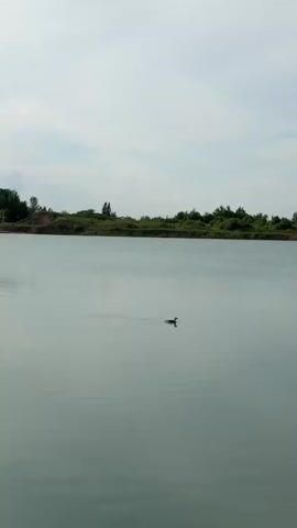 A single dark-colored bird floats on a calm body of water, slowly drifting from left to right. The water shows subtle ripples, reflecting the light sky above. In the background, a distant landmass is visible, covered with green trees and brush. The sky is a light, overcast blue with hints of white.