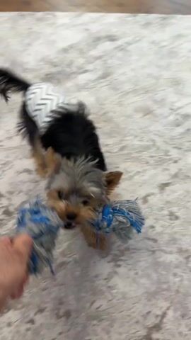 A Yorkshire Terrier dog, wearing a white and gray chevron patterned diaper, plays tug-of-war with a blue and white rope toy held by a human hand. The dog is on a marbled pattern floor. The dog is pulling the toy away from the hand.