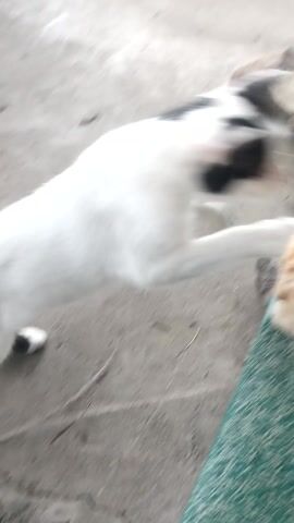 This media file features two cats, one predominantly white with black markings and the other ginger-colored. They are positioned close together on a green, textured surface that appears to be a bench or couch, possibly outdoors given the background elements of what looks like a rough concrete floor and some wooden structures. The white cat is lying down, curled up, while the ginger cat is standing over it, its head lowered as if sniffing or interacting with the white cat.

The activity captured is a moment of quiet interaction between the two felines. There are no people visible in the frame. The lighting suggests it might be daytime, but the specific time is not discernible. The setting in Bilany, Ukraine, implies a rural or semi-urban outdoor environment. No text is visible in the media. The overall impression is one of peaceful coexistence or a casual encounter between the two cats.