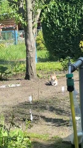 The camera focuses on a tan and white Chihuahua dog lying on a dirt patch, with a garden hose and faucet in the immediate foreground. The dog is positioned in the middle of what appears to be a small garden with young plants sprouting and small, white labels marking rows. A tree trunk is visible to the left of the dog, and a green bush forms the background to the right, partially obscuring a wire fence. The scene is well-lit by sunlight, casting shadows across the dirt.