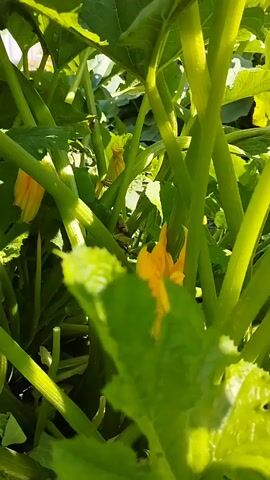 The video shows a close-up of zucchini plants in a garden. The first few seconds focus on the green stalks and leaves of the plants, with hints of yellow zucchini flowers visible. The camera then pans down to reveal a large, dark green zucchini lying on the soil among the plants. The zucchini is smooth and elongated, with a slightly ribbed texture. The surrounding soil is brown and appears dry, with some small weeds growing around the base of the zucchini. The lighting suggests it is daytime, possibly late afternoon due to the shadows.