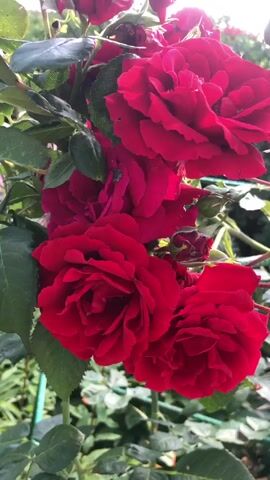 A close-up video shows a cluster of deep red roses. The roses are in various stages of bloom, with some fully open and others still forming buds. Their velvety petals are densely packed. Lush green leaves and thorny stems surround the flowers. The background is softly blurred, suggesting an outdoor garden setting with hints of sunlight filtering through. There are no people or other animals visible in the frame. The video appears to be a static shot with no movement or camera panning.