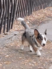Merle Corgi on a Rostov-on-Don street near a shop entrance