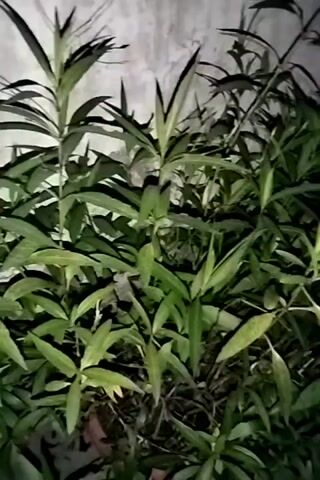 The video shows a close-up of green leafy plants growing in front of a textured wall. The lighting is dim and appears to be artificial, casting shadows and highlighting the details of the leaves and stems. Some leaves are long and slender, while others are broader and more oval-shaped. The plants are dense and appear to be growing outdoors, possibly in a garden or yard. The wall behind the plants is rough and appears to be made of concrete or stucco. The overall impression is one of natural growth in a somewhat neglected or dimly lit environment.