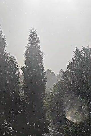 The video shows a hazy, overcast sky with what appears to be precipitation falling. The scene is dominated by the dark silhouettes of several evergreen trees. Some of the trees are tall and conical in shape, while others are more rounded. In the background, there are more trees and possibly a building, but they are obscured by the haze and the falling precipitation.

The falling precipitation appears to be small, white specks, which could be snow or heavy rain. The overall atmosphere is subdued and possibly a bit melancholic due to the grey sky and obscured visibility. The light suggests it is daytime, but the heavy cloud cover prevents direct sunlight. The mention of Hadiach, Ukraine, places the scene in a specific geographical context, which might imply a colder season, consistent with snow or rain. There are no visible people or text in the media file. The focus is on the natural elements and the atmospheric conditions.