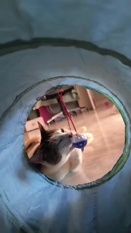 A cat plays with a toy inside a tunnel. The cat is lying on its back, batting at a ball attached to a string. The tunnel is light blue and appears to be made of fabric. The background is blurred but shows a room with furniture.