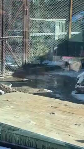 The video shows a snow leopard in an enclosure at a zoo. The enclosure has a wire fence, a wooden bench, and a small pool of water. The snow leopard is walking around the enclosure. The video is taken from behind glass.