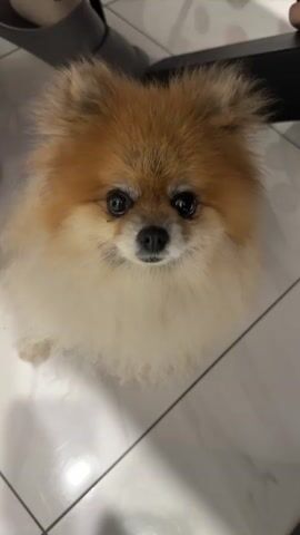 A very fluffy pomeranian dog is sitting on a light-colored tiled floor and looking up. The dog has tan and white fur and dark eyes. The lighting is dim.