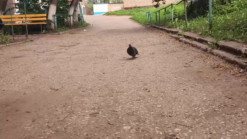 A pigeon walks across a dirt path. Another pigeon walks behind it. The path is lined with grass and a metal railing. In the background, there is a yellow bench and trees.