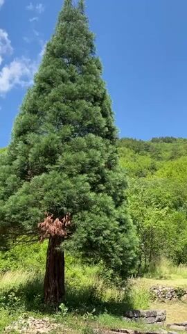 The video opens with a close-up of a large evergreen tree, its needles a vibrant green. As the camera pans upwards, a lush green hillside covered in trees and vegetation comes into view. The sky is a clear, bright blue. The camera continues to pan across the hillside, revealing more of the dense forest and the undulating terrain. The video ends with a shot of the hillside against the blue sky.