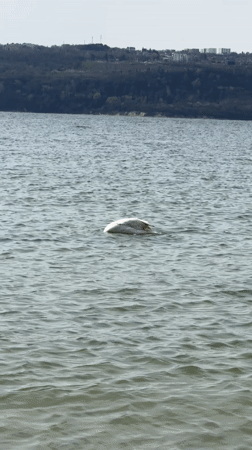 Morning waterfront scenes documented in Varna, Bulgaria coastal area