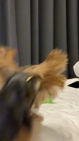 A small, fluffy Yorkshire Terrier dog is playing with a green spiky ball on a white bed. The dog has tan fur on its face and legs, and black and tan fur on its body. It wears a grey collar with a gold buckle. The dog is seen in various poses, including sniffing the ball, looking at the camera, and running. The background consists of dark grey curtains. The lighting suggests it could be daytime, possibly early morning, as indicated by the timestamp "00:00". The setting appears to be indoors, likely a bedroom. The dog's playful demeanor suggests a happy and energetic mood. There is no visible text in the media.