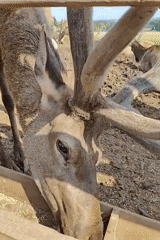 Deer herd in a wooden pen, fed and handled up close