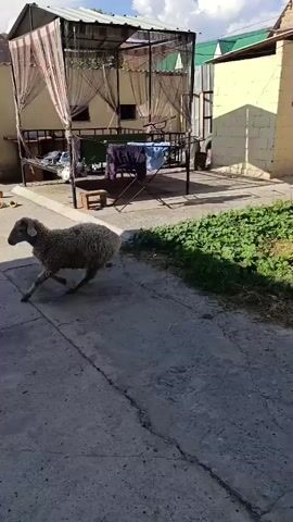 The video begins in an outdoor courtyard with a sheep walking across concrete. A child wearing a white soccer jersey with the name "RONALDO" and the number 7 on the back, and black shorts, enters the frame and runs towards a black hose that is coiled on the ground near two large white tanks. The child then grabs the hose and runs with it towards the wall of a building. The camera then pans to show the child standing on top of the white tanks, holding the hose, as the sheep walks away.
