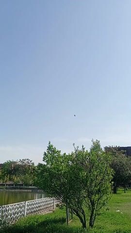 The video shows a bird soaring in the sky. The scene is filmed from ground level in what appears to be a park or garden, indicated by green trees and grass. A pond or lake is visible behind a low white fence. The sky is blue and clear. The bird is dark against the bright sky, making it difficult to identify the species. The camera zooms in on the bird as it flies.