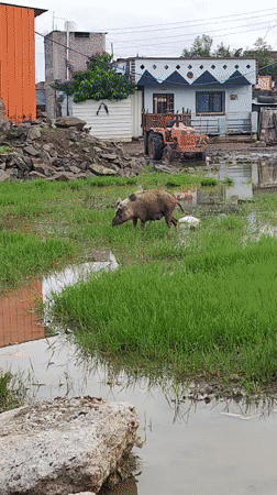 Rural Padli street life: livestock, motorcycles, and muddy roads