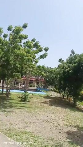 The media file shows a stationary shot of an outdoor scene. In the foreground, there is a grassy area with a dirt path. Behind the grass, there are several trees with lush green foliage. In the mid-ground, there is a blue pool or fountain area with stone structures and some decorative landscaping. A building with a red roof is partially visible in the background. The sky is clear and bright, suggesting it is daytime, likely with sunny weather. The overall impression is of a park or an outdoor recreational area. No people are visible in the frame. The activity, if any, is implied to be leisure or relaxation in a natural or semi-natural setting.

There is text visible at the bottom of the frame, partially obscured by the foliage. It appears to be a watermark indicating the device used for recording, stating "Infinix HOT 50 Pro". The timecode "00:00" appears at the beginning of the clip, and subsequent timestamps indicate the passage of time within the recording.

Considering the location context of Macuto, Venezuela, this scene might depict a public park, a resort, or a private garden within the area. The presence of a water feature suggests a place designed for enjoyment and possibly cooling off, especially in a warm climate. The vegetation appears healthy and green, indicative of a favorable growing environment, possibly during a season with adequate rainfall.