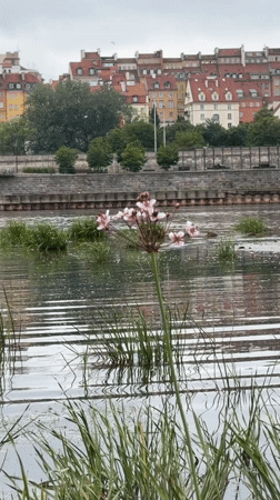 Beach cookout and riverside scenes along the Vistula in Warsaw