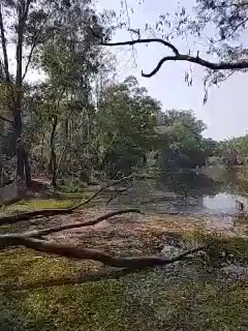 The video shows a body of water, likely a river or lake, surrounded by dense green trees. Several fallen branches lie on the grassy bank in the foreground. The water reflects the sky and surrounding trees. The scene is shot from the edge of the bank, looking towards the center of the water body. The sky is overcast.