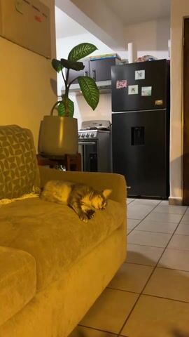 A gray tabby cat sleeps soundly on the arm of a tan couch in a domestic setting. Behind the couch, a potted plant sits on a small wooden table. In the background, a kitchen is visible with a black refrigerator, a stainless steel oven, and dark cabinets. The kitchen floor is tiled. The room is illuminated with a warm light.