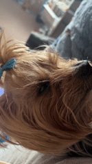 Casual domestic moments with pets and flowers documented in Sofia