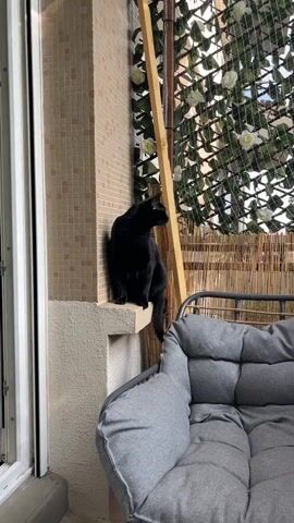 A black cat sits on a ledge on a balcony. The cat is facing right and looks up. In the foreground is a gray cushion on a chair. Behind the cat is a wall covered in small beige tiles and a bamboo screen with artificial greenery.