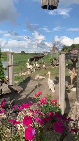 A sunny day with a blue sky and white clouds. The foreground features vibrant pink flowers. In the middle ground, several white pelicans are gathered on grassy terrain with scattered rocks and a rustic wooden structure. One pelican stands prominently in the center. A fence encloses the area, beyond which are green fields and a building. Another pelican is visible in flight high in the sky.