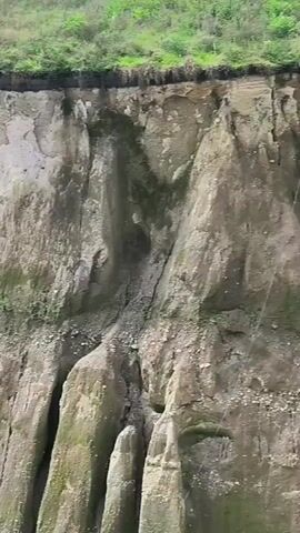 This video showcases a dramatic, eroded landscape in Kebunbaru, Indonesia. The scene is dominated by steep, barren cliffs of layered sediment, showing signs of significant erosion. Green moss and vegetation cling to some of the cliff faces, particularly in the lower sections, offering a stark contrast to the dry, exposed earth. A dry riverbed or gully snakes through the center of the frame, crisscrossed with channels and debris, evidence of past water flow. The surrounding area at the top of the cliffs and in the distance features lush green trees and foliage, suggesting a tropical or subtropical environment. The overall impression is one of natural forces at work, shaping a rugged and dramatic terrain. There are no people or specific objects visible, only the raw landscape. The time of day appears to be daytime, with soft, diffused light, and the weather seems calm, with no indication of rain or strong winds. The focus is entirely on the geological features and the natural beauty of the eroded land. There is no visible text in the video.