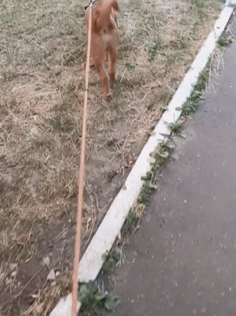 Dog walk through Chișinău streets, pigeons nearby