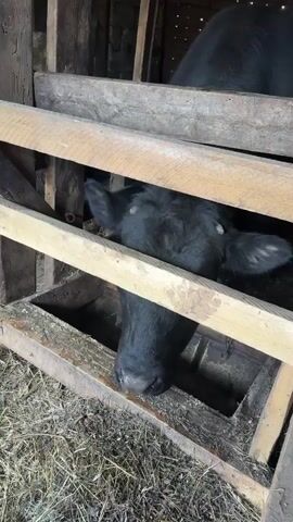 A black cow is in a wooden stall. The camera slowly moves backward. The cow moos.  The stall is in a barn with hay on the floor.  There is a chain on the stall.